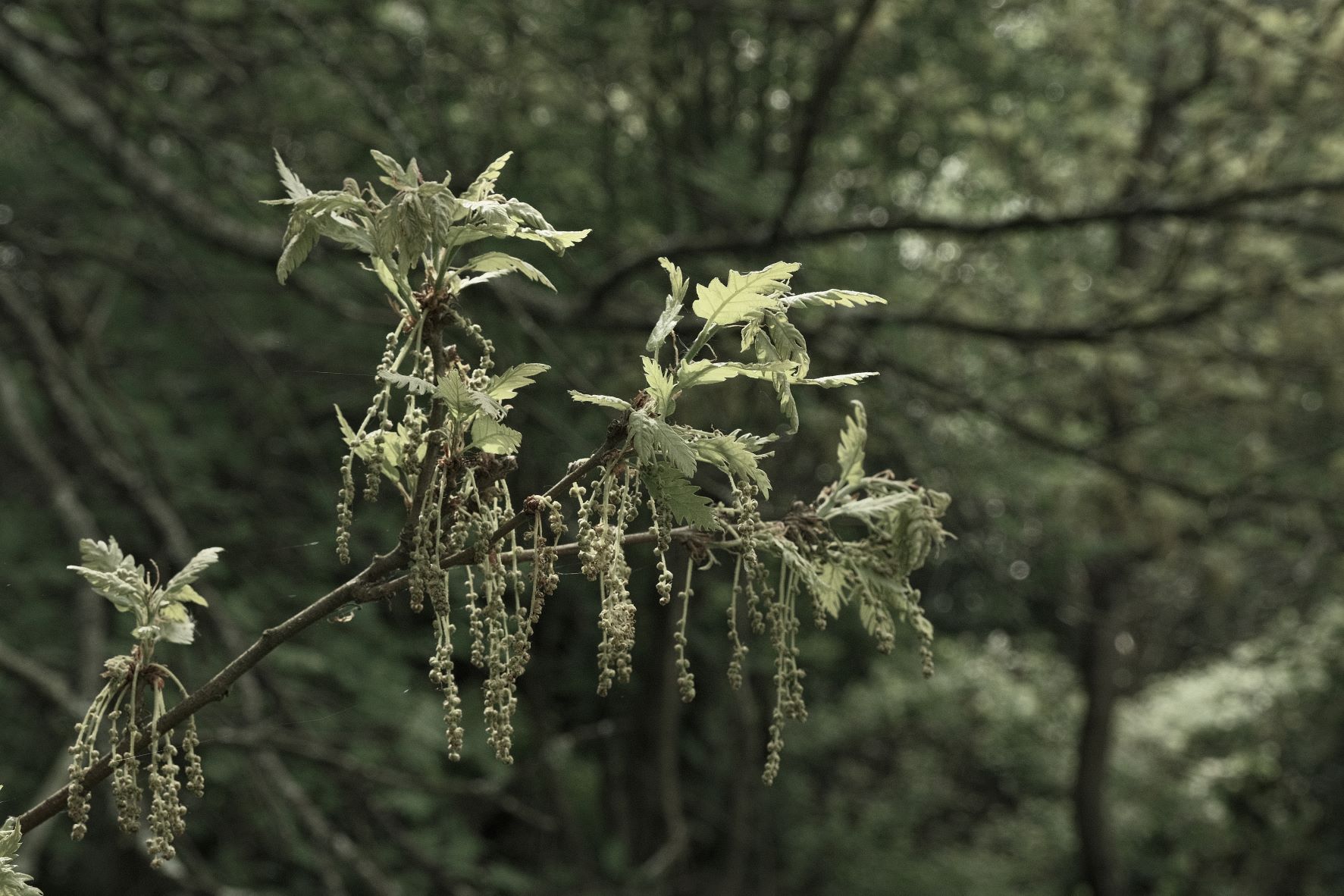 Wildwood Deep film recipe sample photo