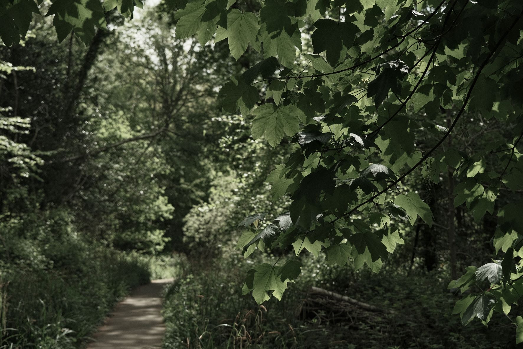 Wildwood Deep film recipe sample photo