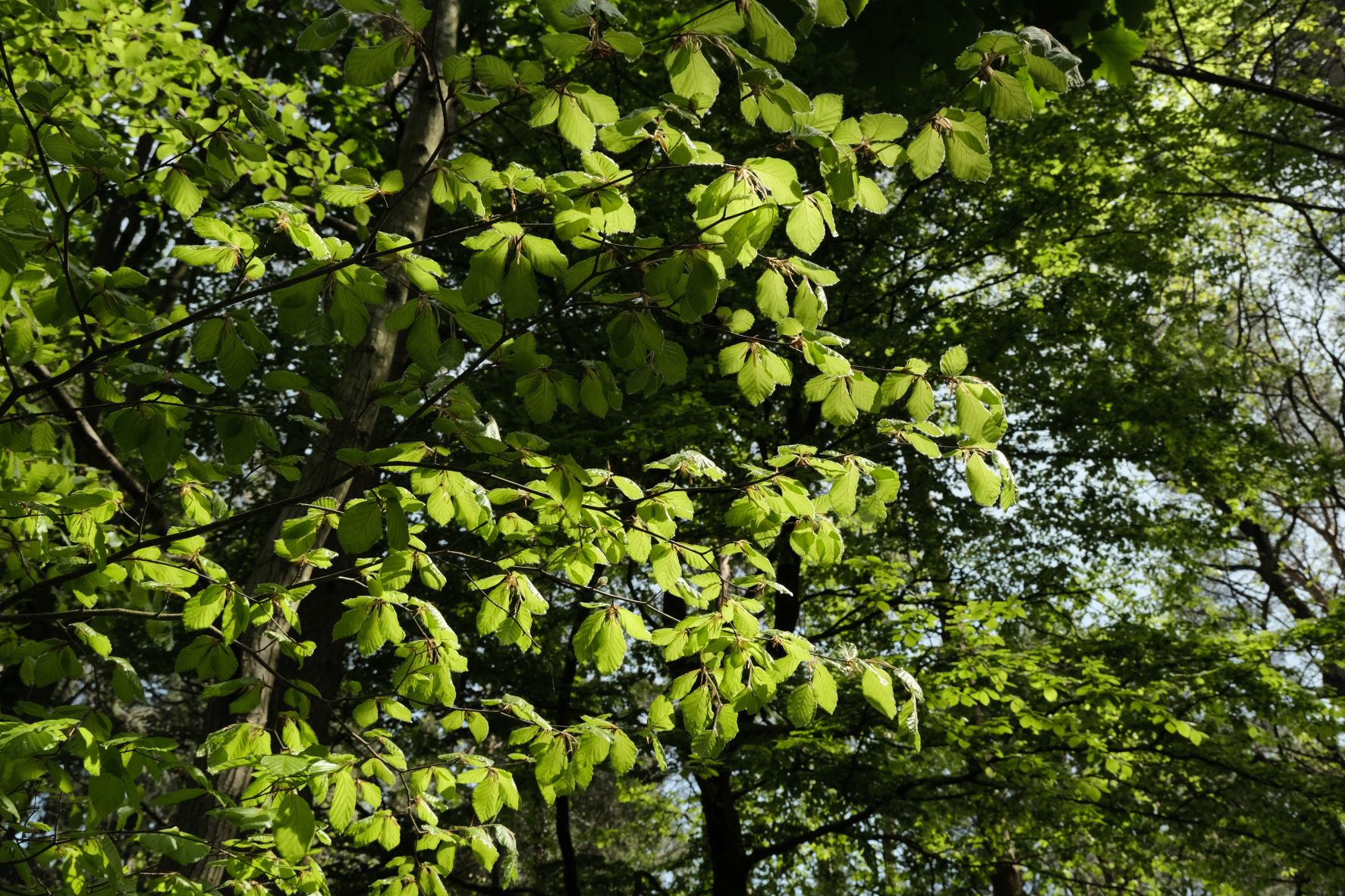 Gold Standard film recipe sample photo