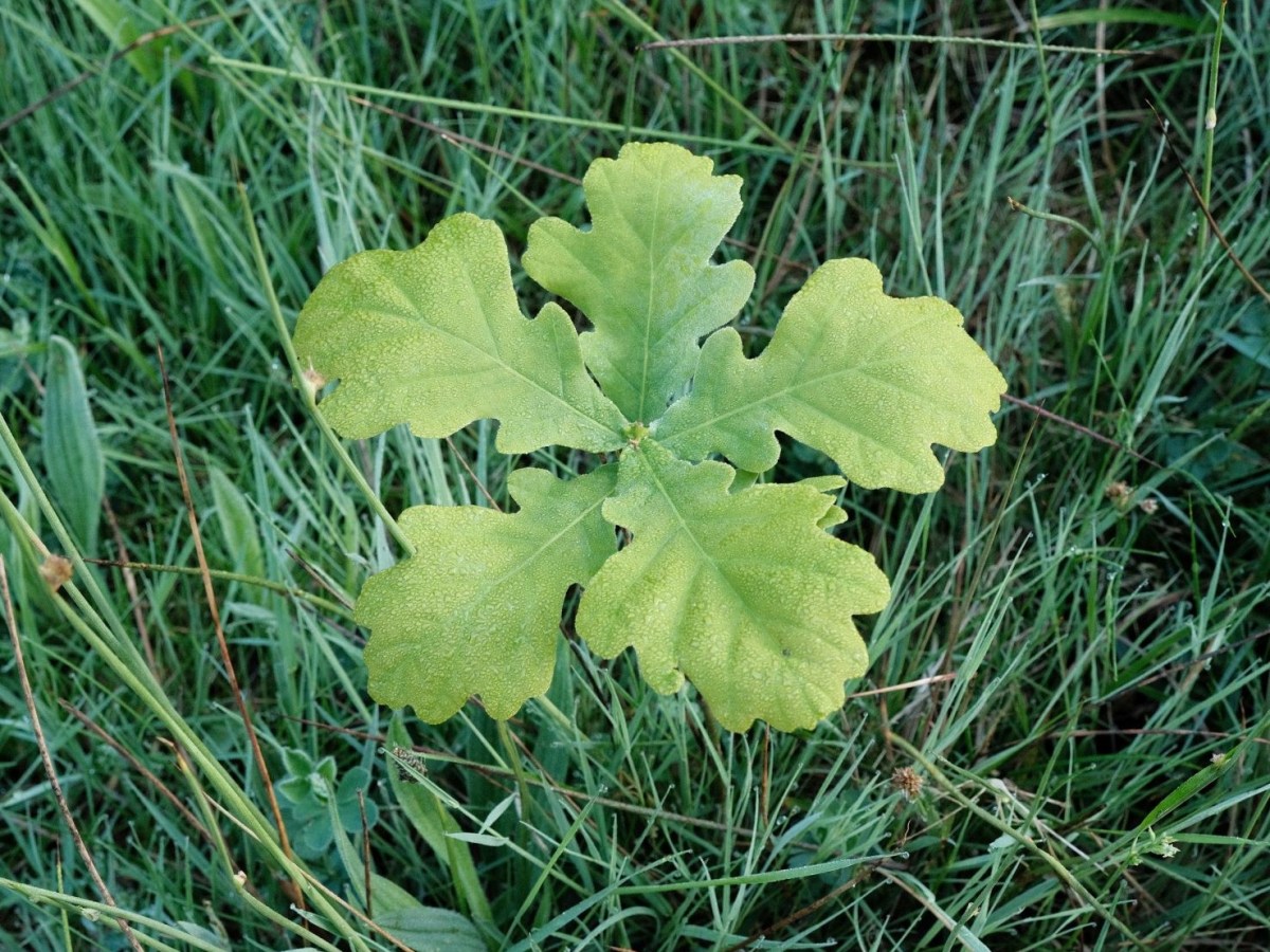 Fujichrome for Bright Classic&nbsp;Chrome