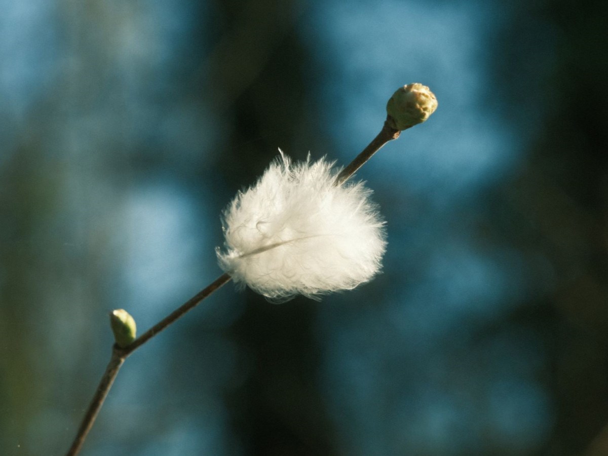 Fujicolor Natura with Soft Teal&nbsp;Tones