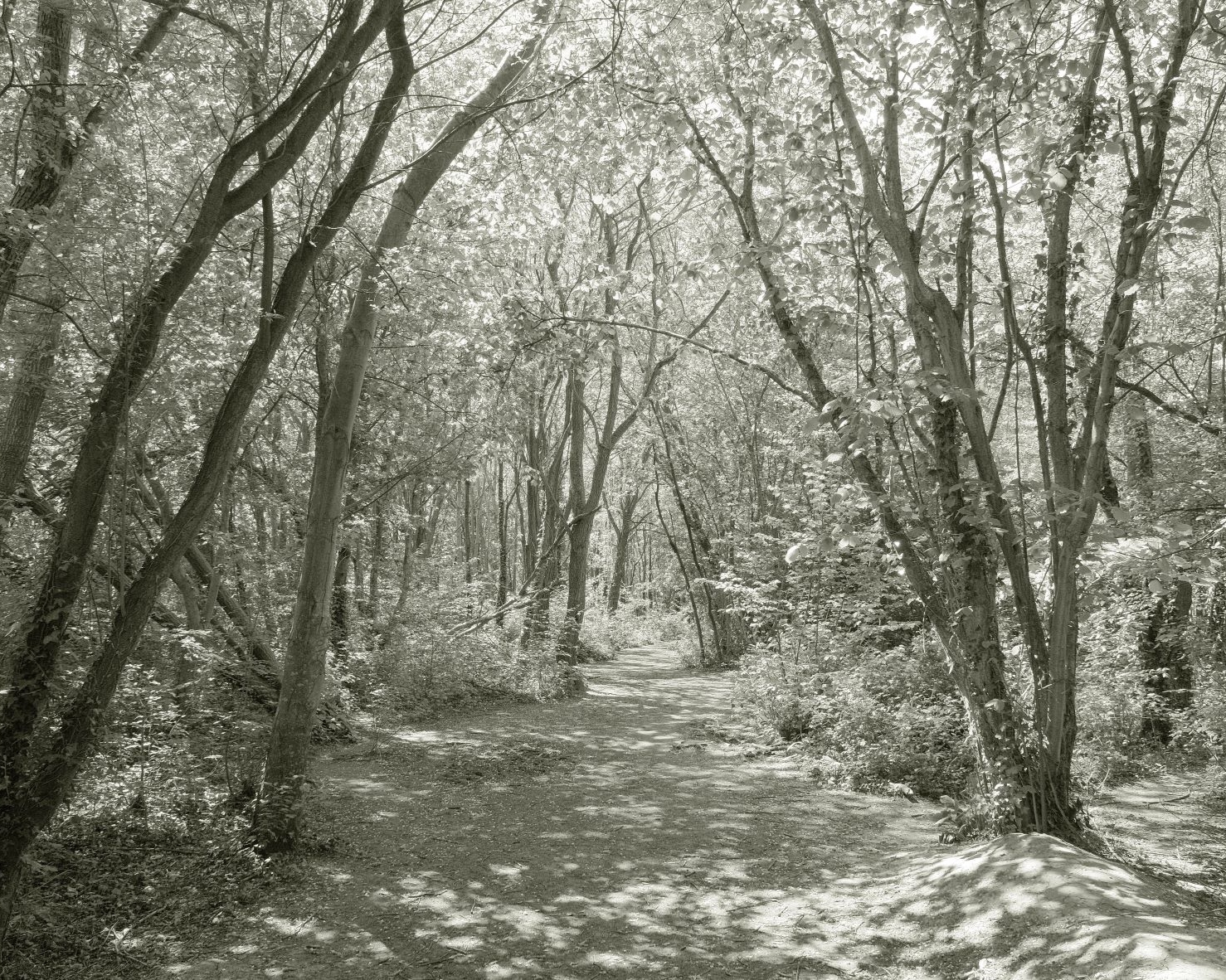 Liminal Mono with a Bright Infra-Red Look