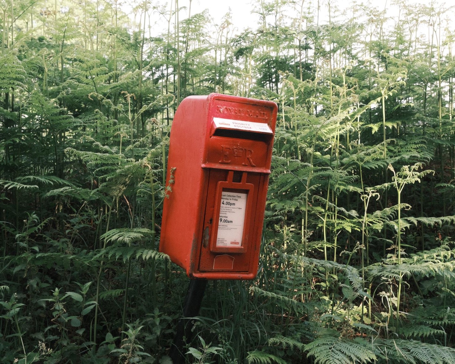 Mother Superia, a Versatile Fujicolor Film