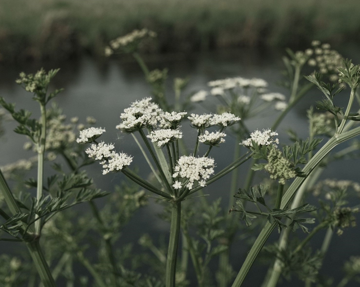 Wildwood Deep for a Dark & Moody Feel