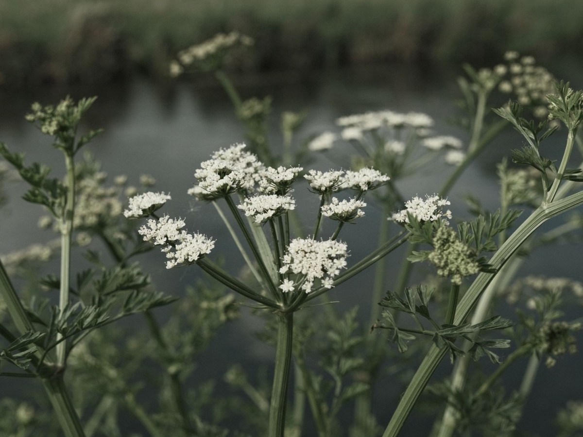 Wildwood Deep for a Dark & Moody&nbsp;Feel