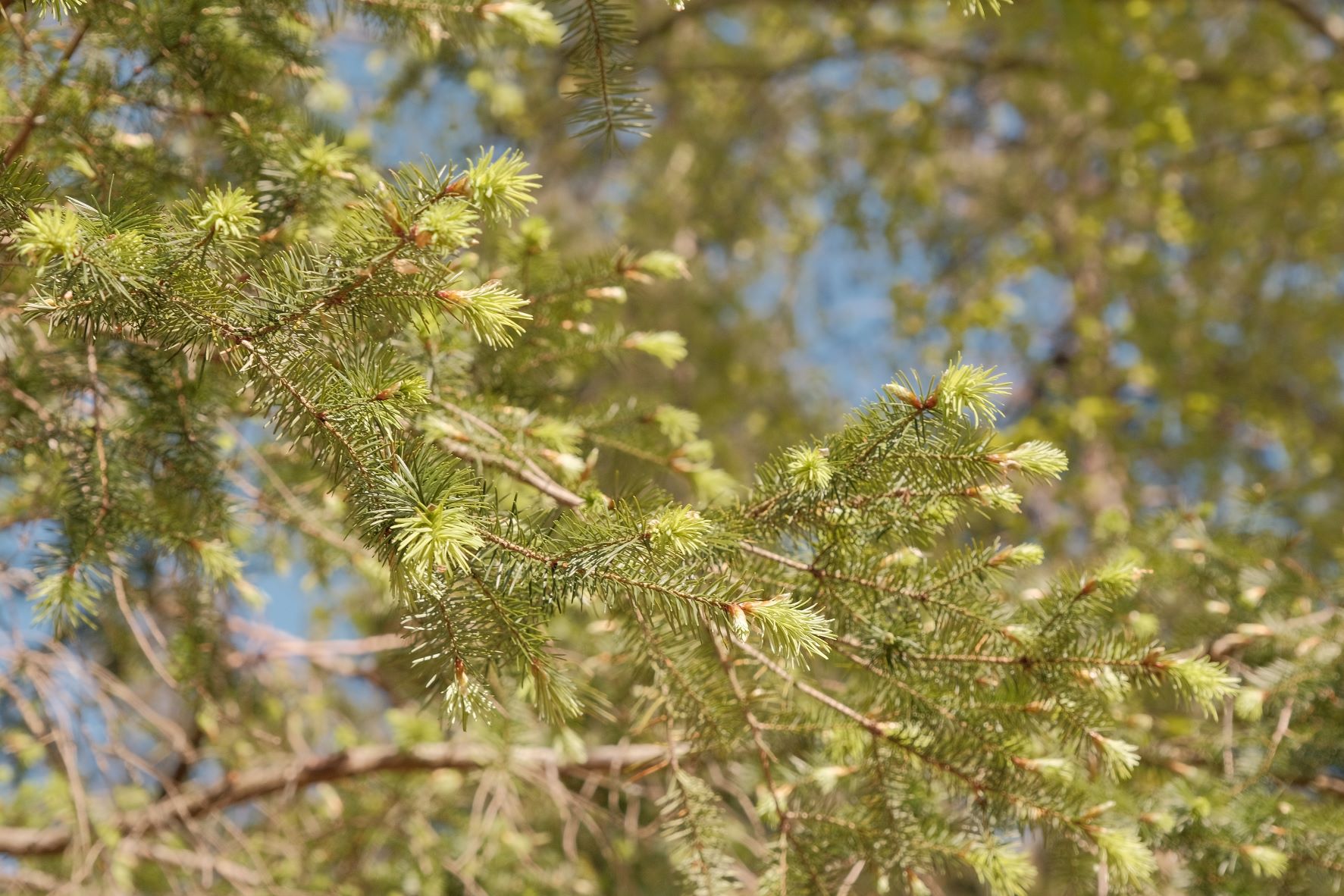 Kodak Portra 66 film recipe sample photo