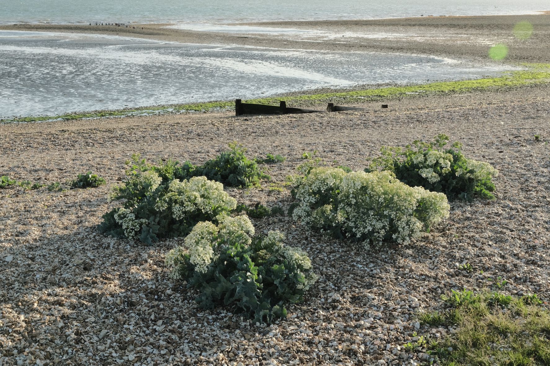 Coastal Calm film recipe sample photo