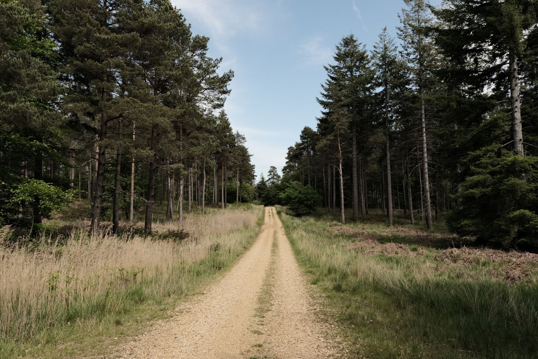 Retro Standard film recipe sample photo