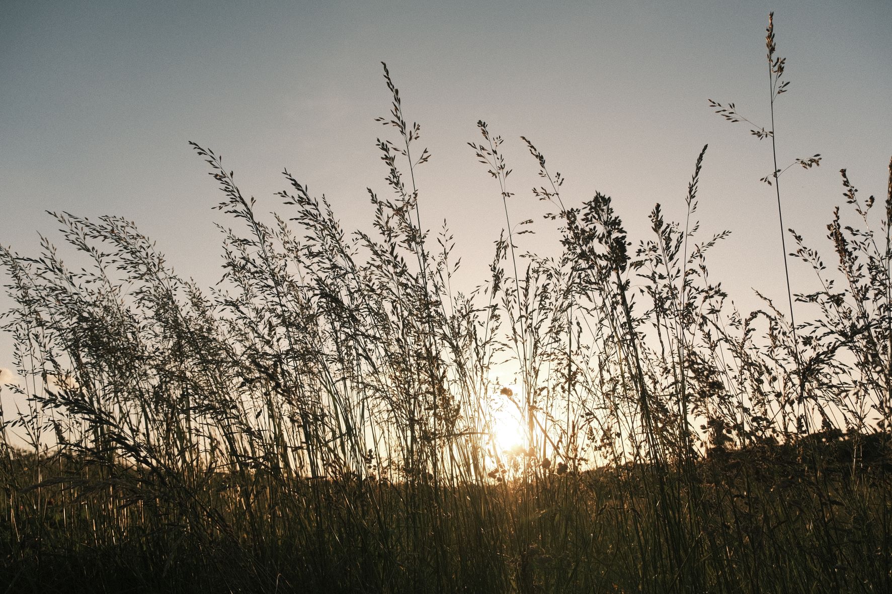 Rosa Negative film recipe sample photo