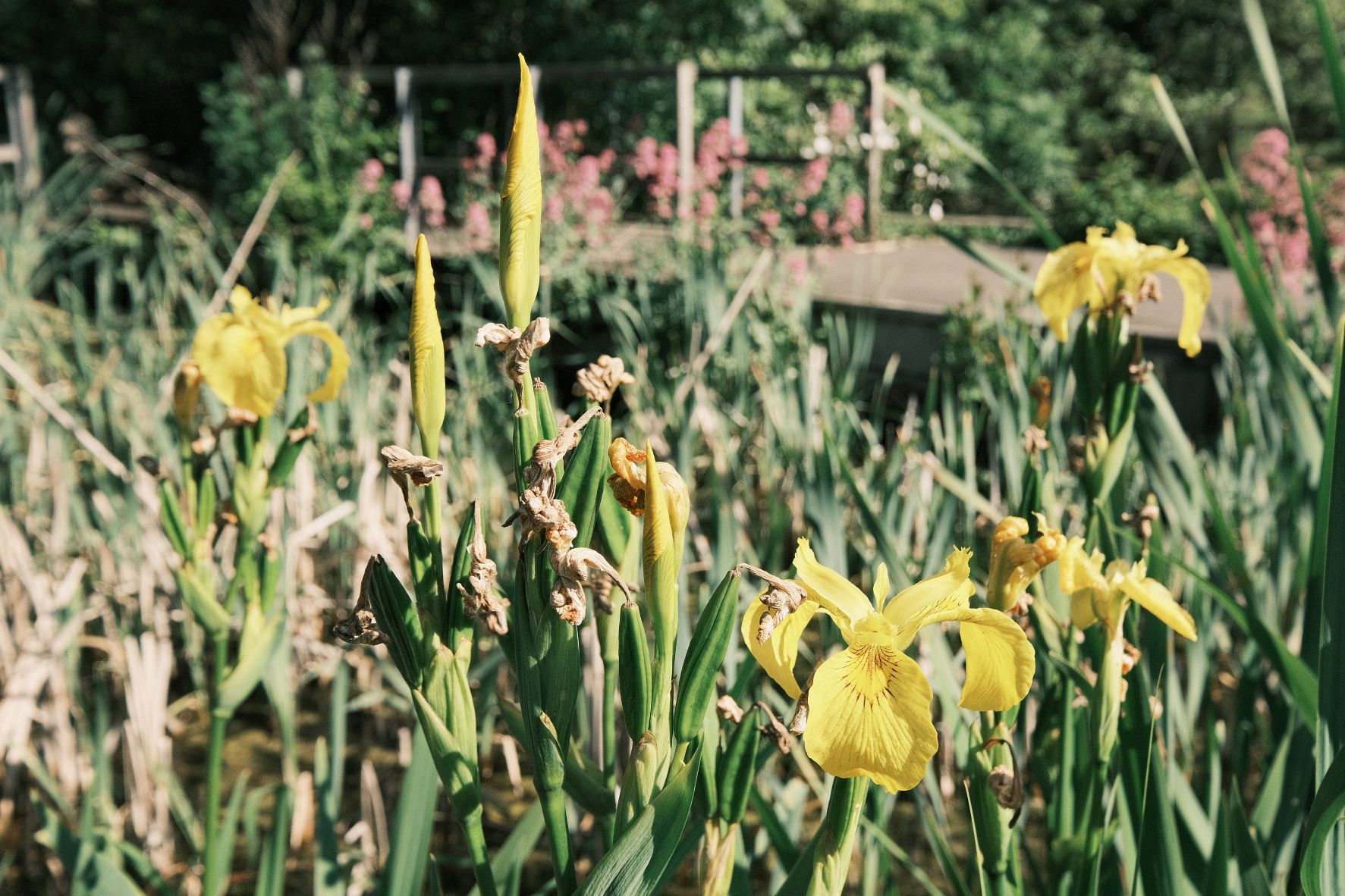 CN24 film recipe sample photo