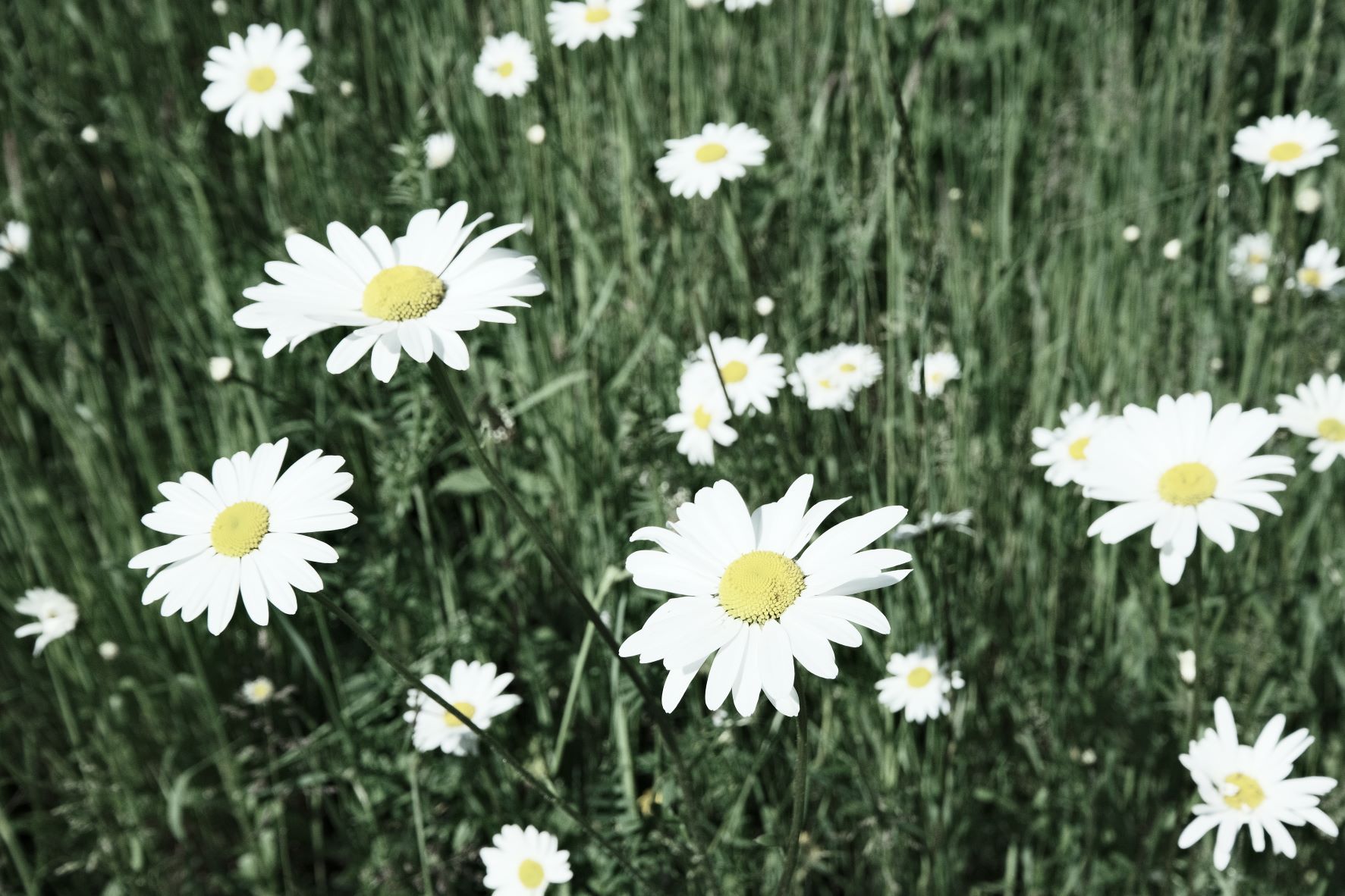 Diamond White film recipe sample photo