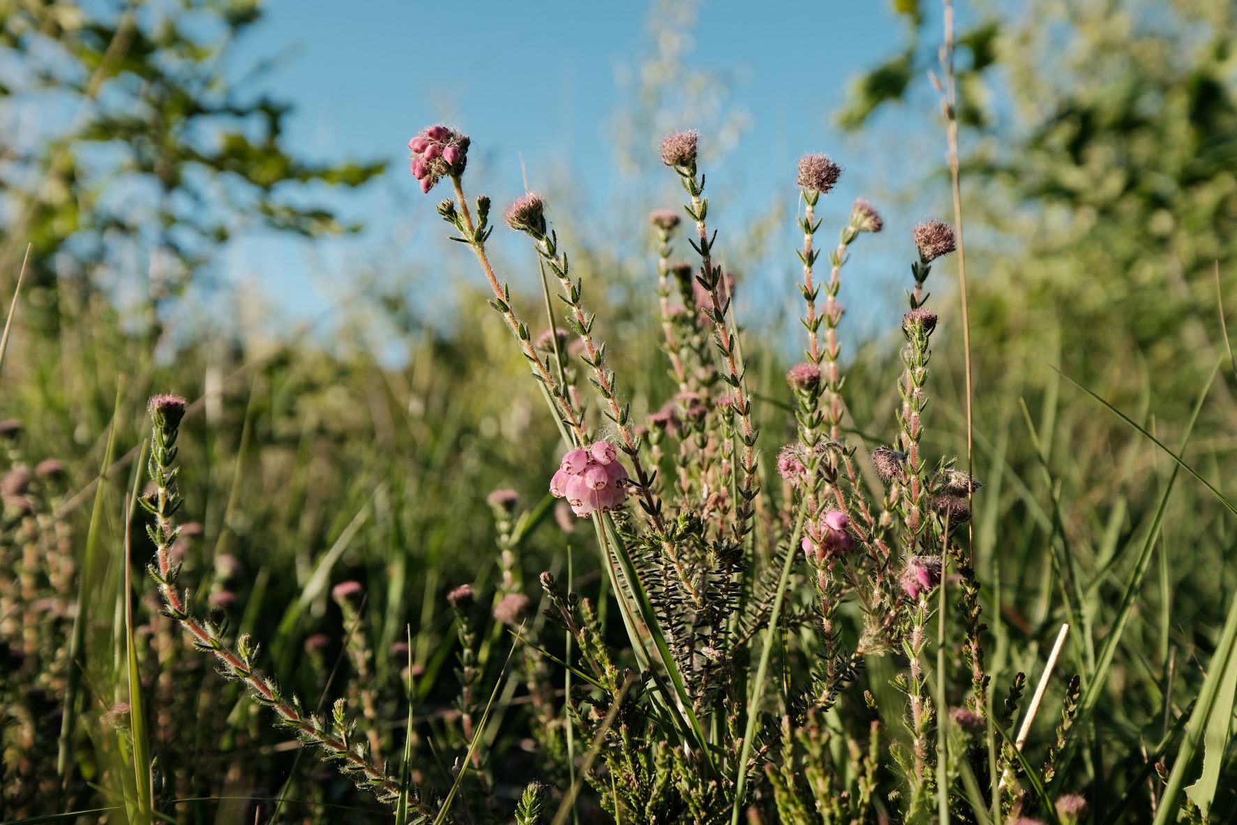 Kodachrome Daily film recipe sample photo