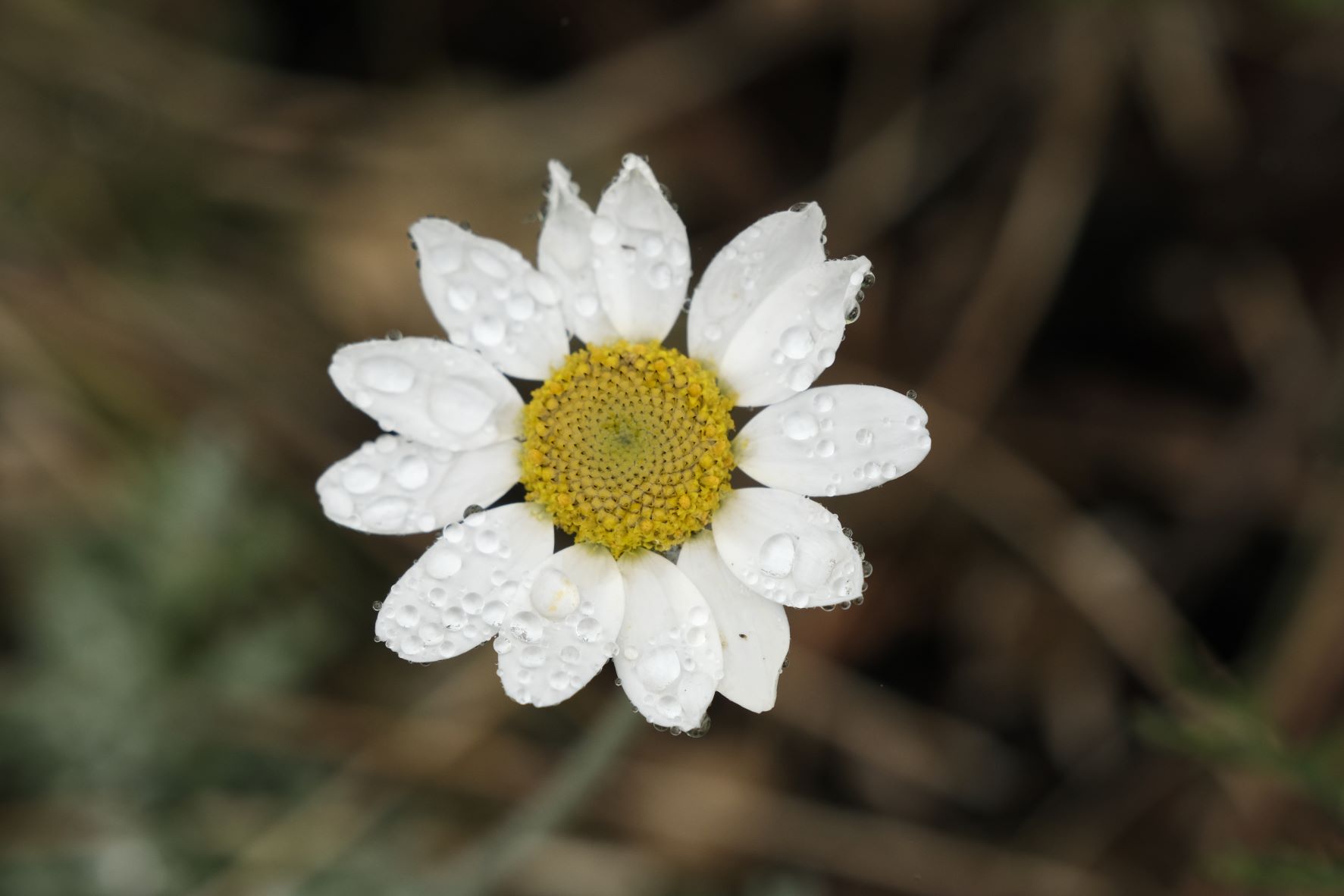 Natural Standard film recipe sample photo