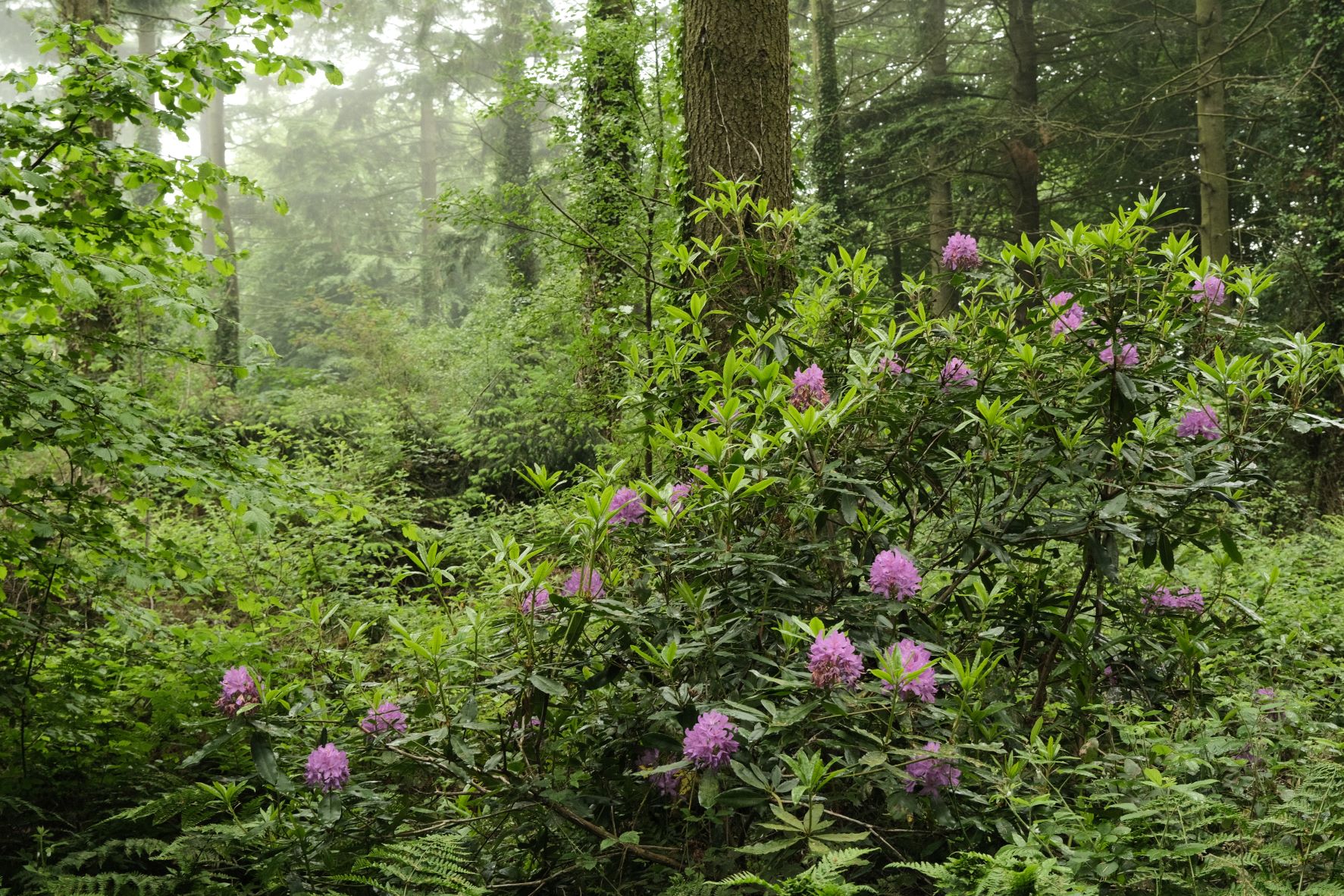 Gold Standard film recipe sample photo