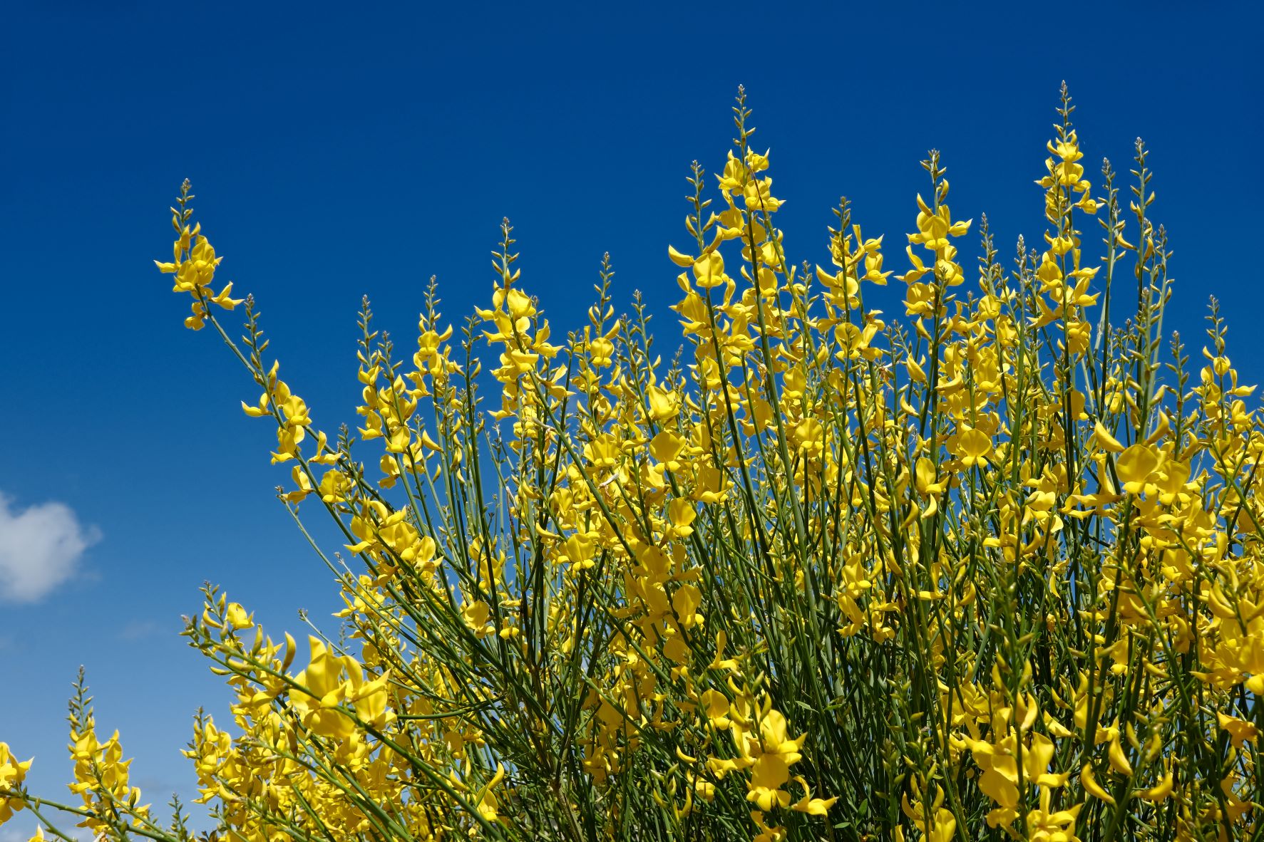 Astia Geographic film recipe sample photo