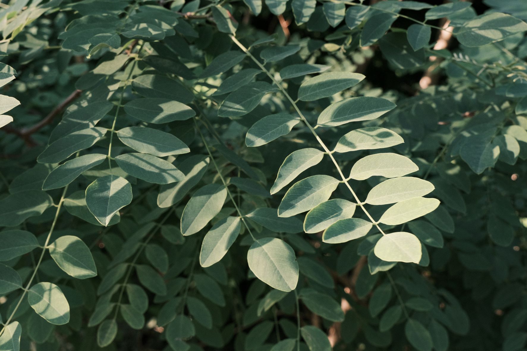 Classic Gold film recipe sample photo