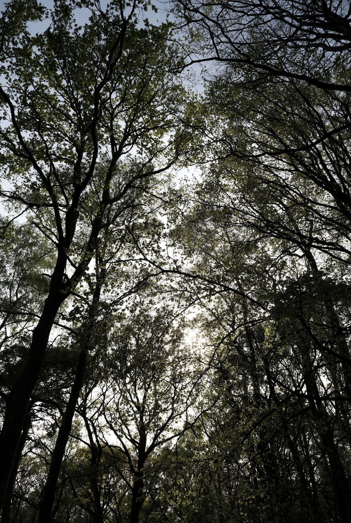 Natural Standard film recipe sample photo