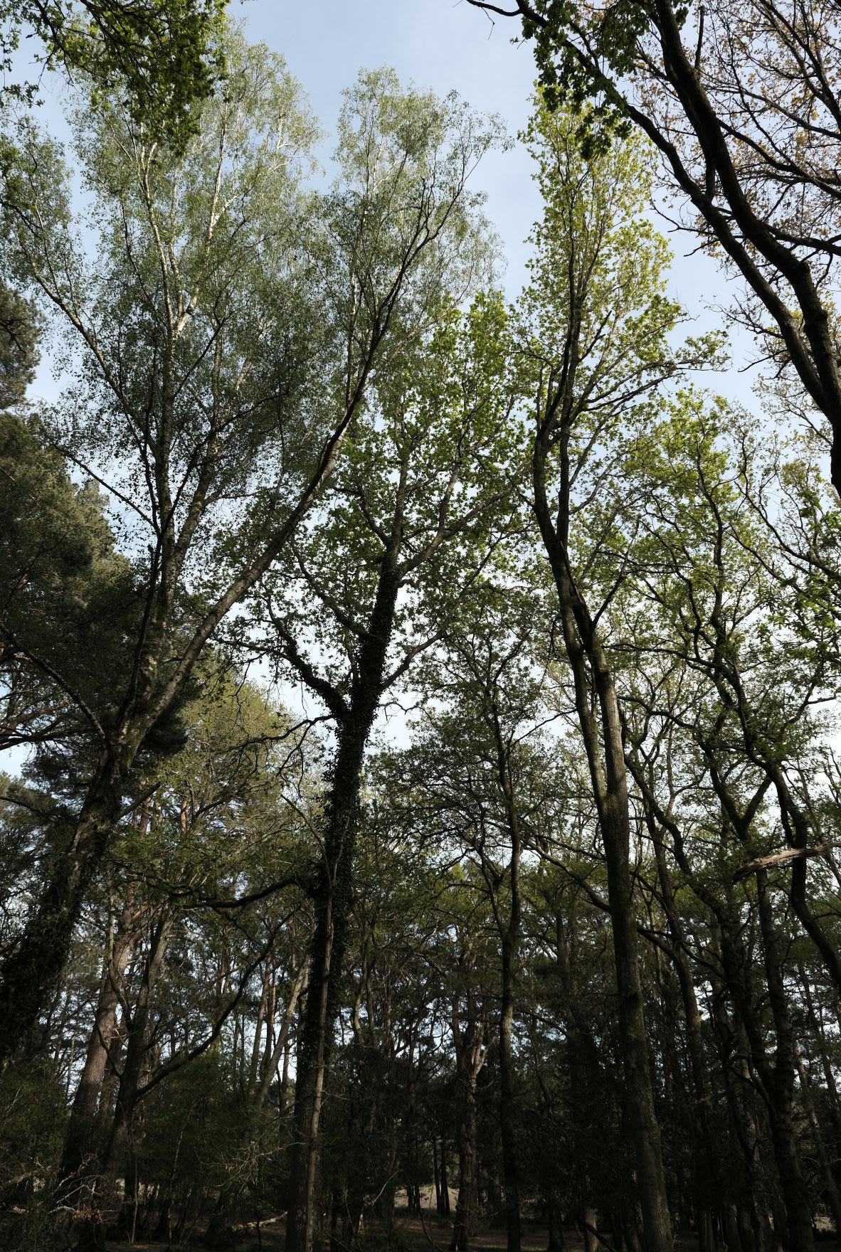Natural Standard film recipe sample photo