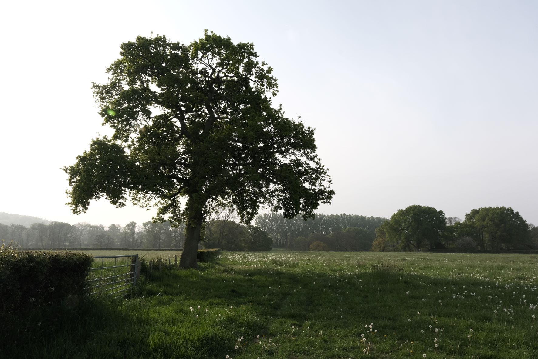 Natural Standard film recipe sample photo