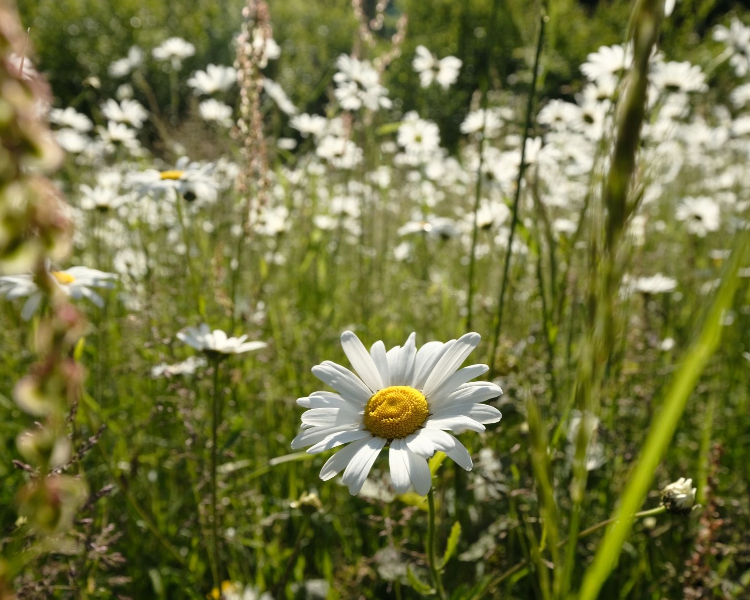 Easy Going, for Bright & Easy Soft Tones