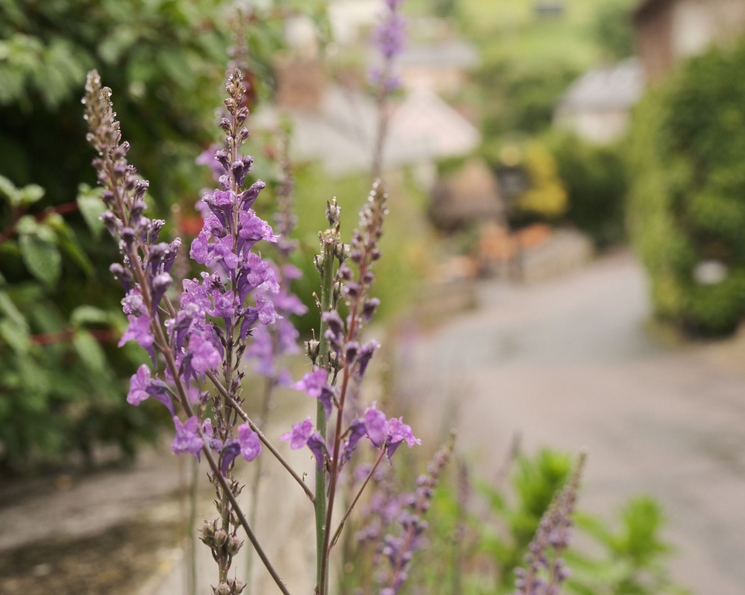 Eterna Nostalgia for an Old Tone Style