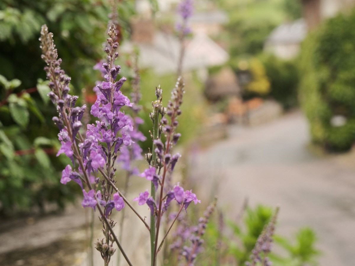 Eterna Nostalgia for an Old Tone&nbsp;Style