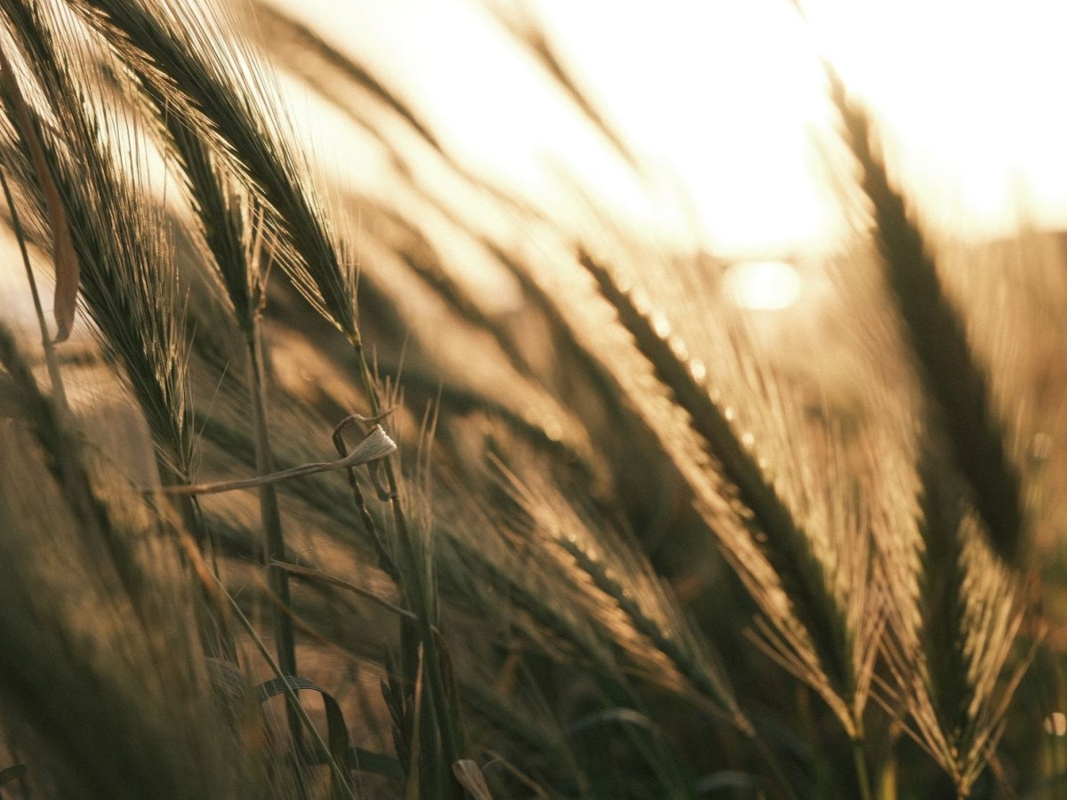 Rosa Negative for Golden Hour&nbsp;Beauty