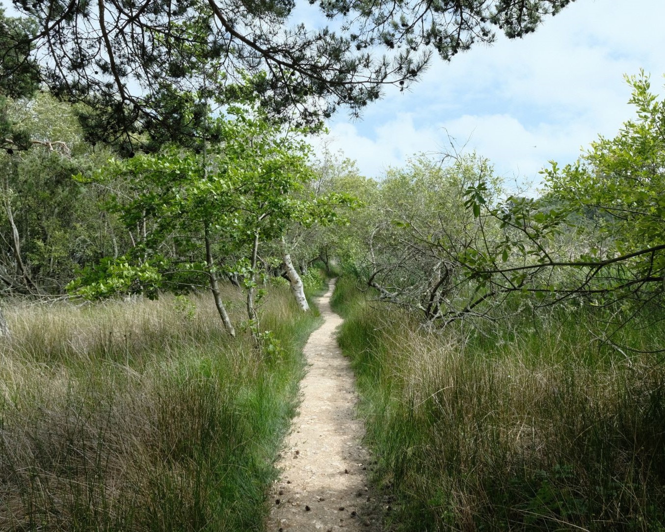 Agfacolor, with Striking Verdant Green