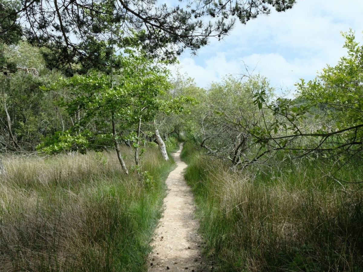Agfacolor, with Striking Verdant&nbsp;Green