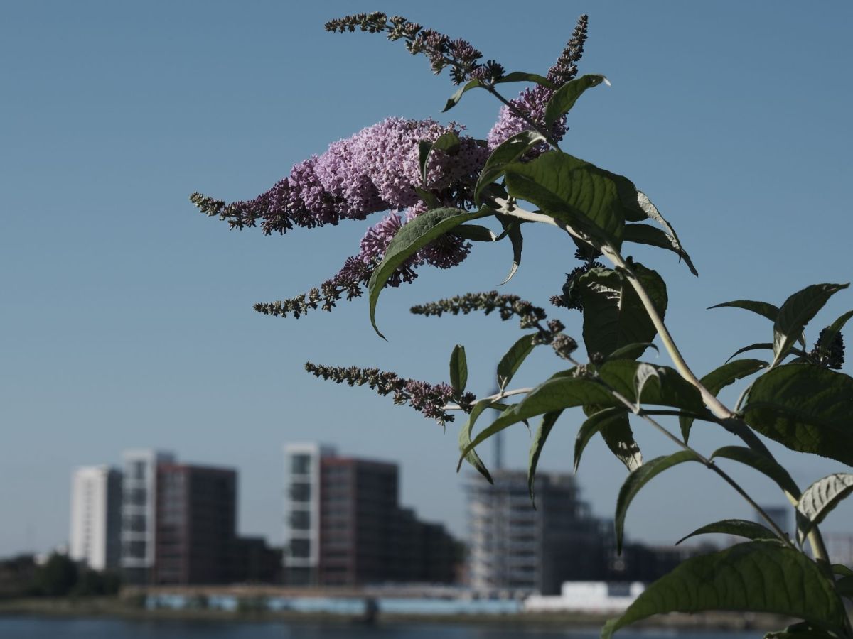 Alchemy Cinematic, for Urban Soft&nbsp;Tones