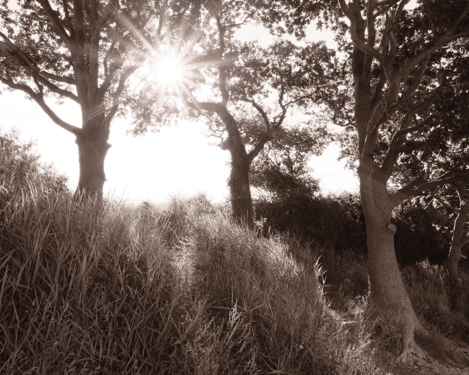 Bromide Mono, a Grainy Antique Acros Recipe