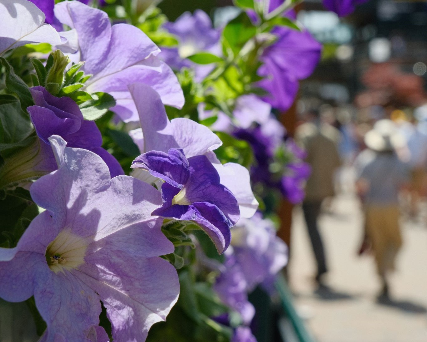 Centre Court, with Astia for Summer Greens
