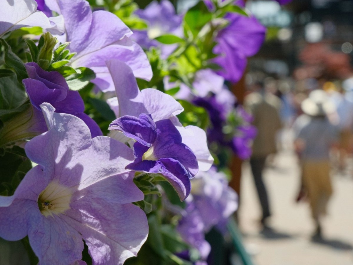 Centre Court, with Astia for Summer&nbsp;Greens