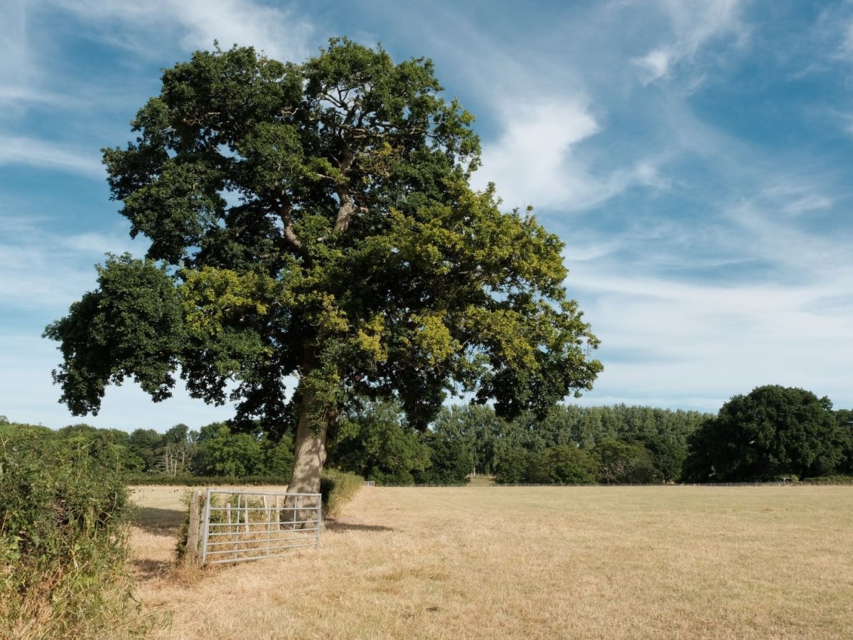 Documentary, to Capture Life As It&nbsp;Is