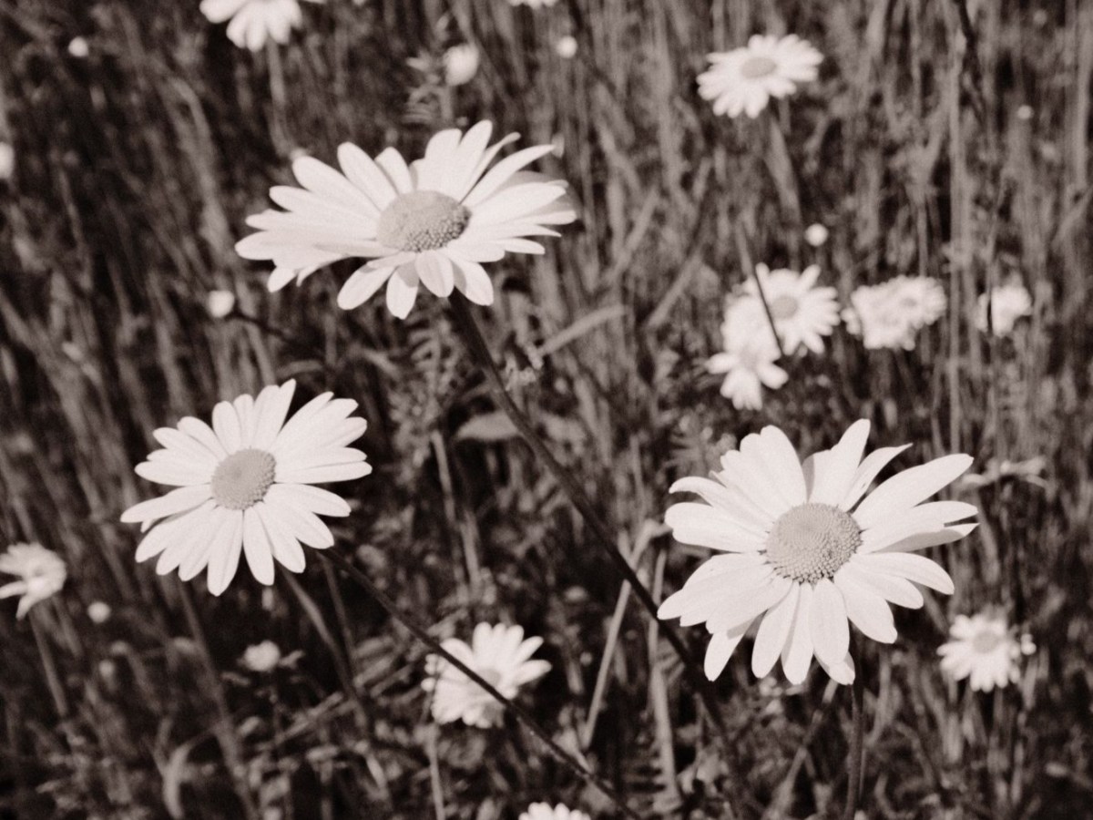 Double Espresso, Retro Mono with Dark&nbsp;Shadows