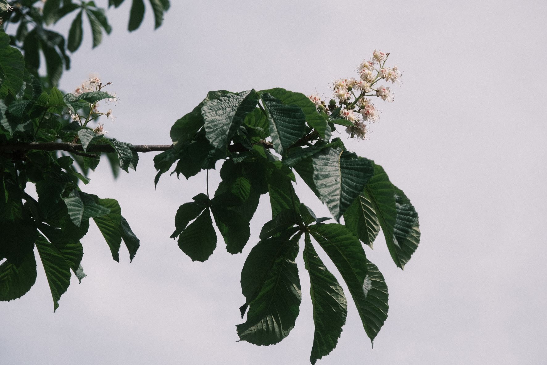 Superia Max film recipe sample photo