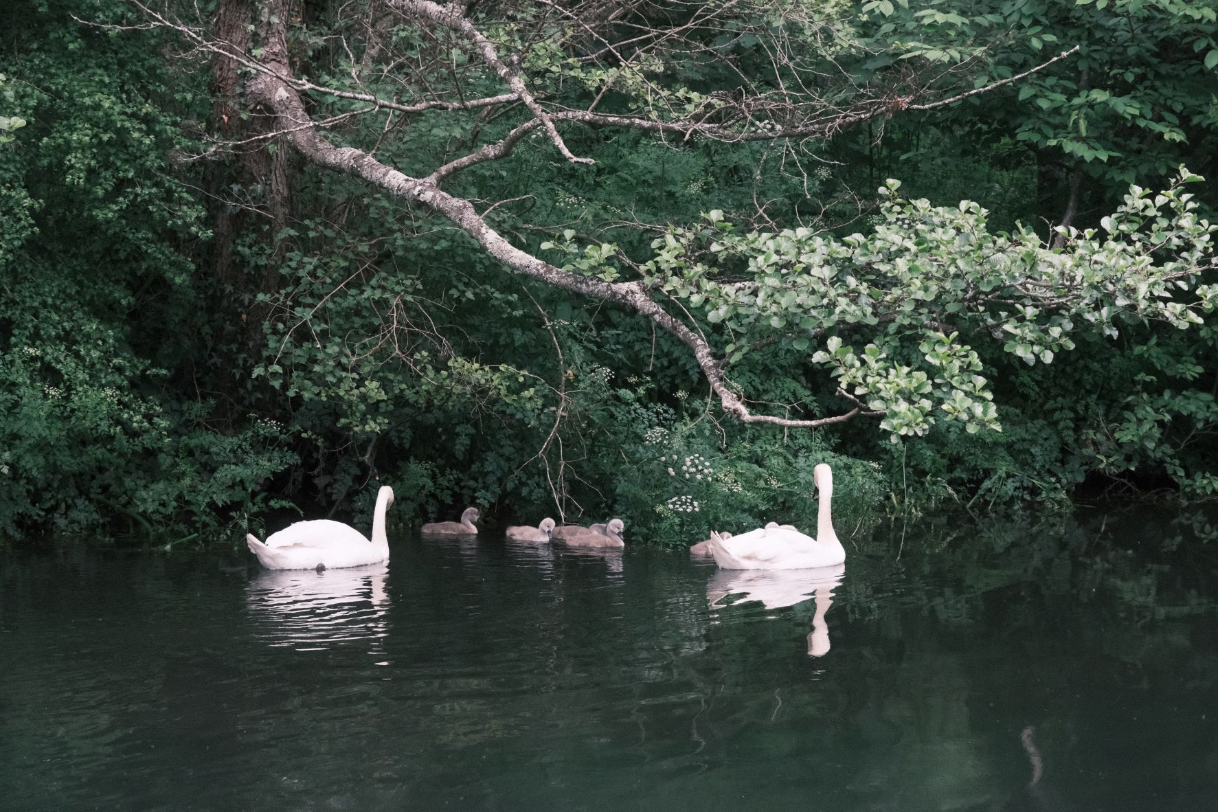 Superia Max film recipe sample photo