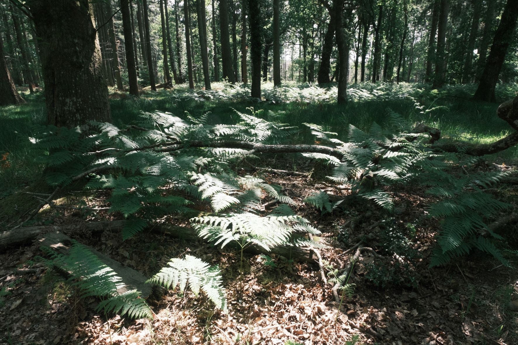 Superia Max film recipe sample photo