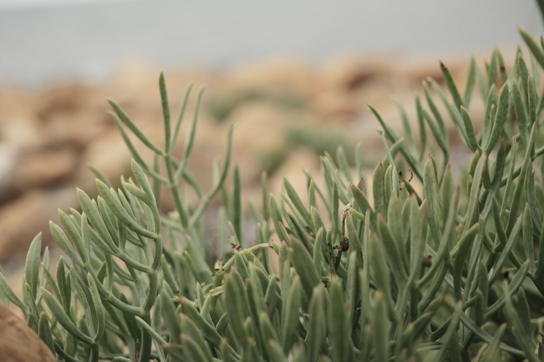 Cinematic Cool film recipe sample photo