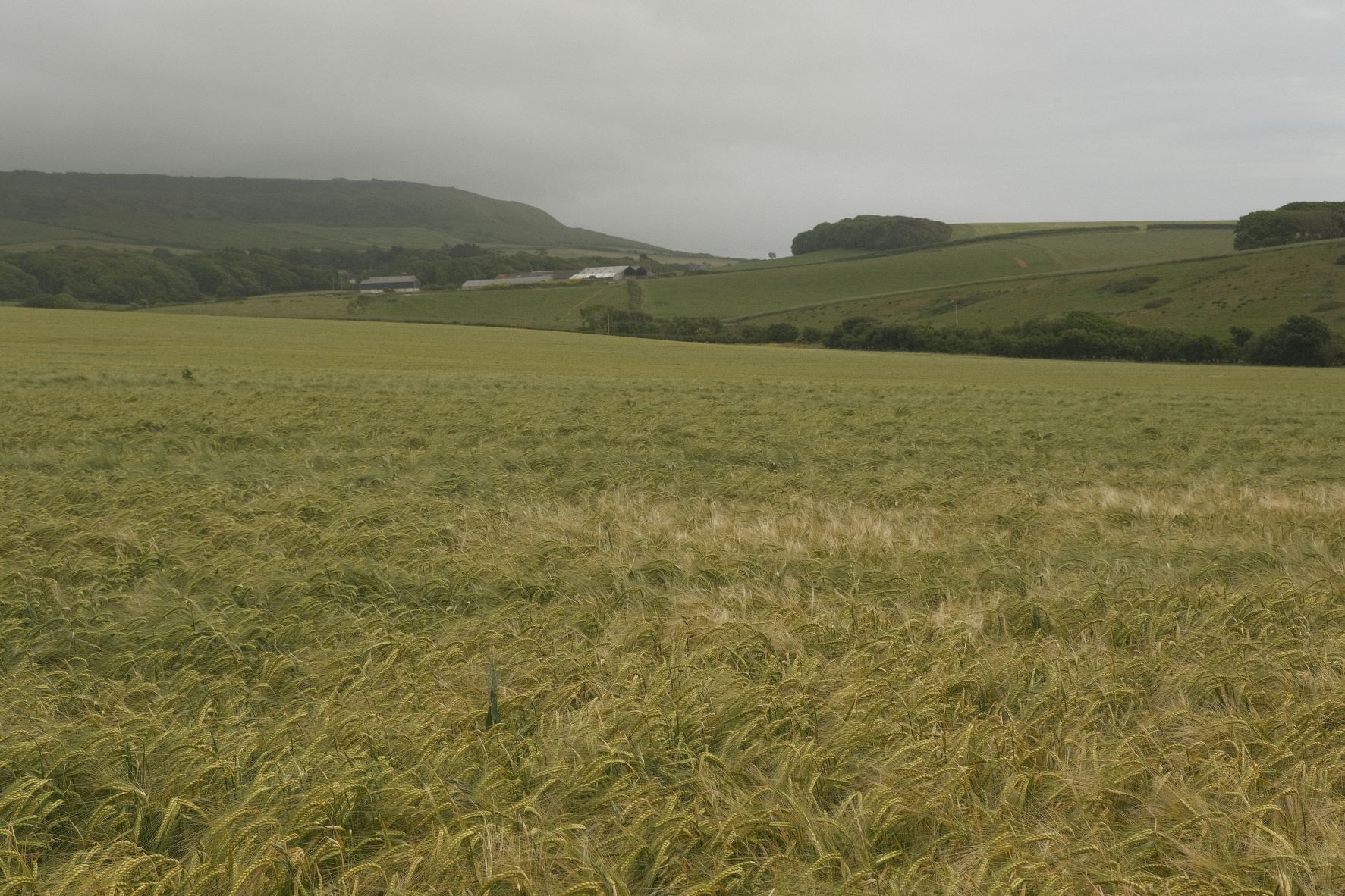 Great Plains film recipe sample photo