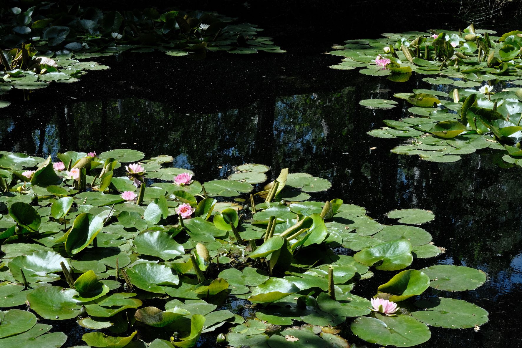 Agfacolor film recipe sample photo