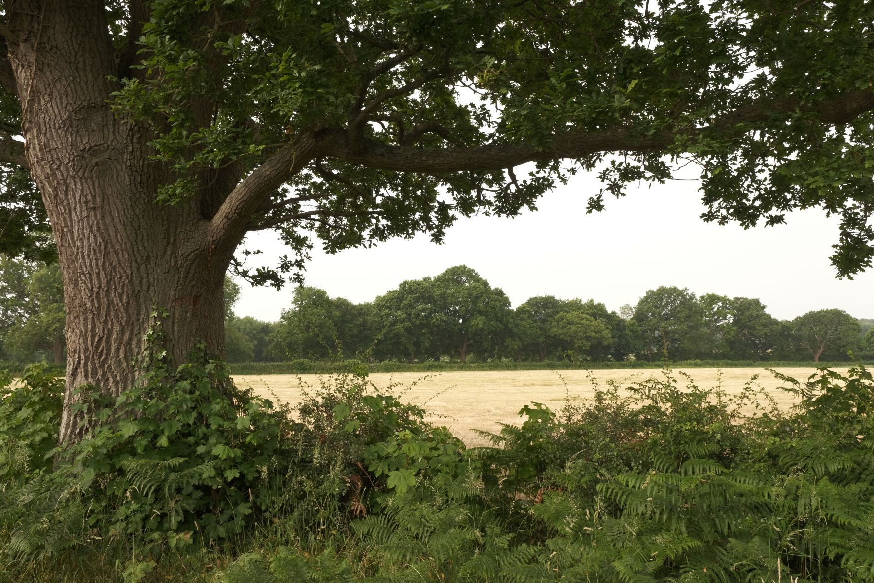 Great Plains film recipe sample photo