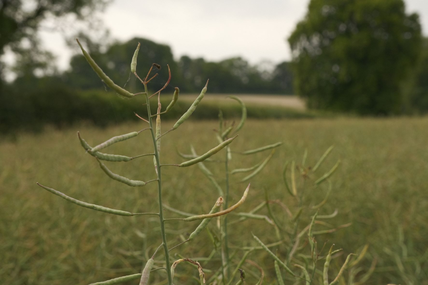 Great Plains film recipe sample photo