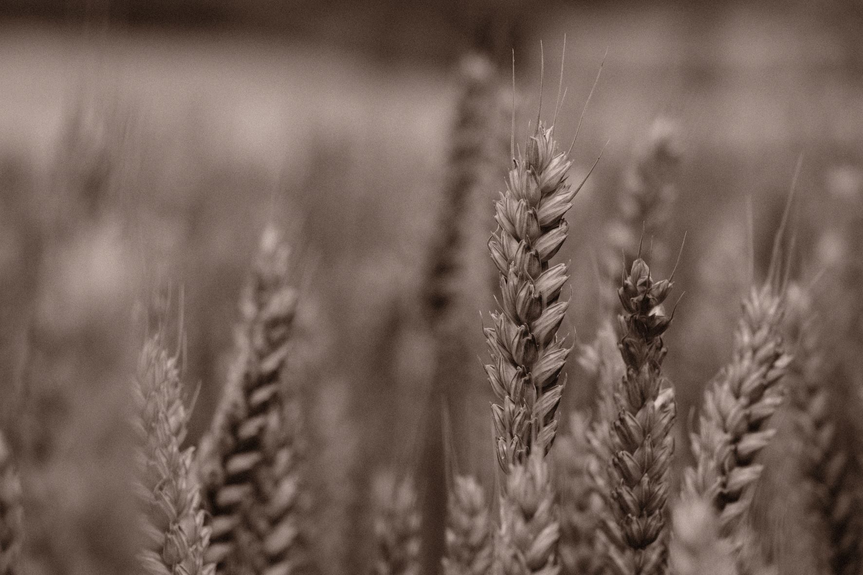 Bromide Mono film recipe sample photo