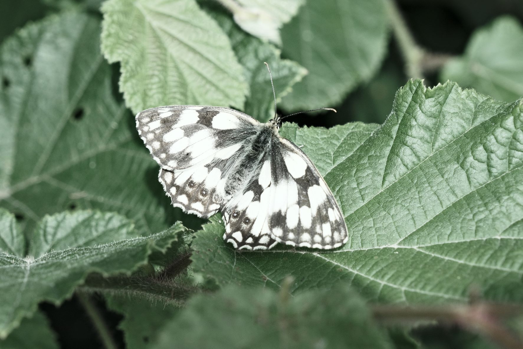 Diamond White film recipe sample photo