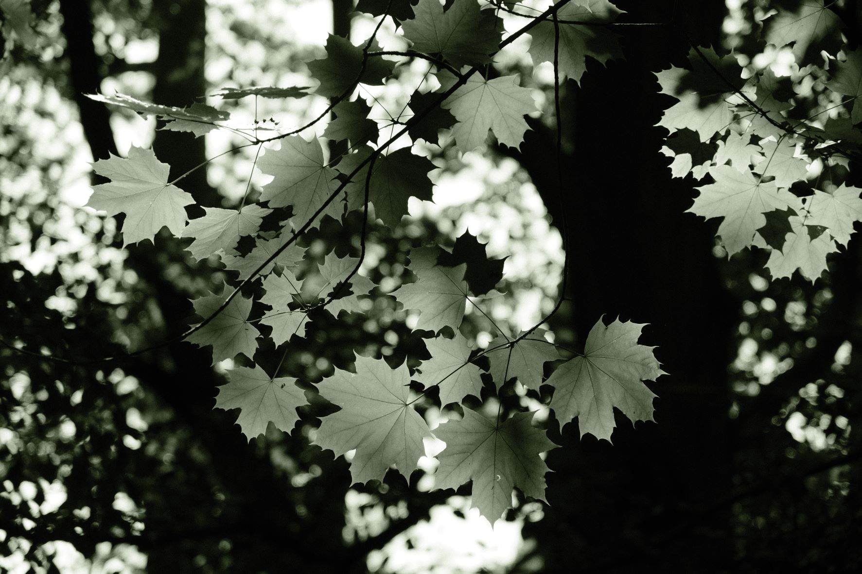 Emerald Mono film recipe sample photo