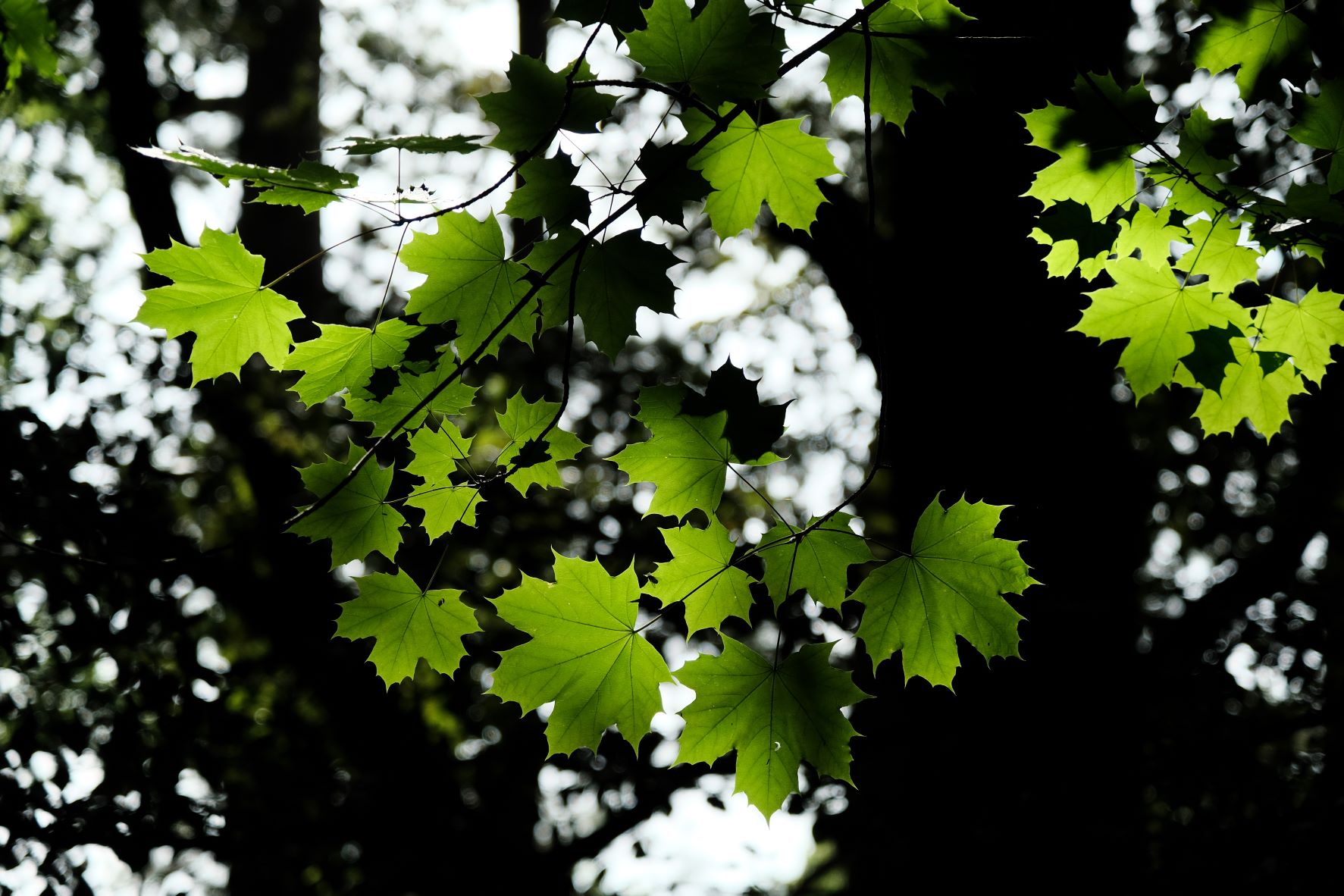 Kodak Ektar film recipe sample photo