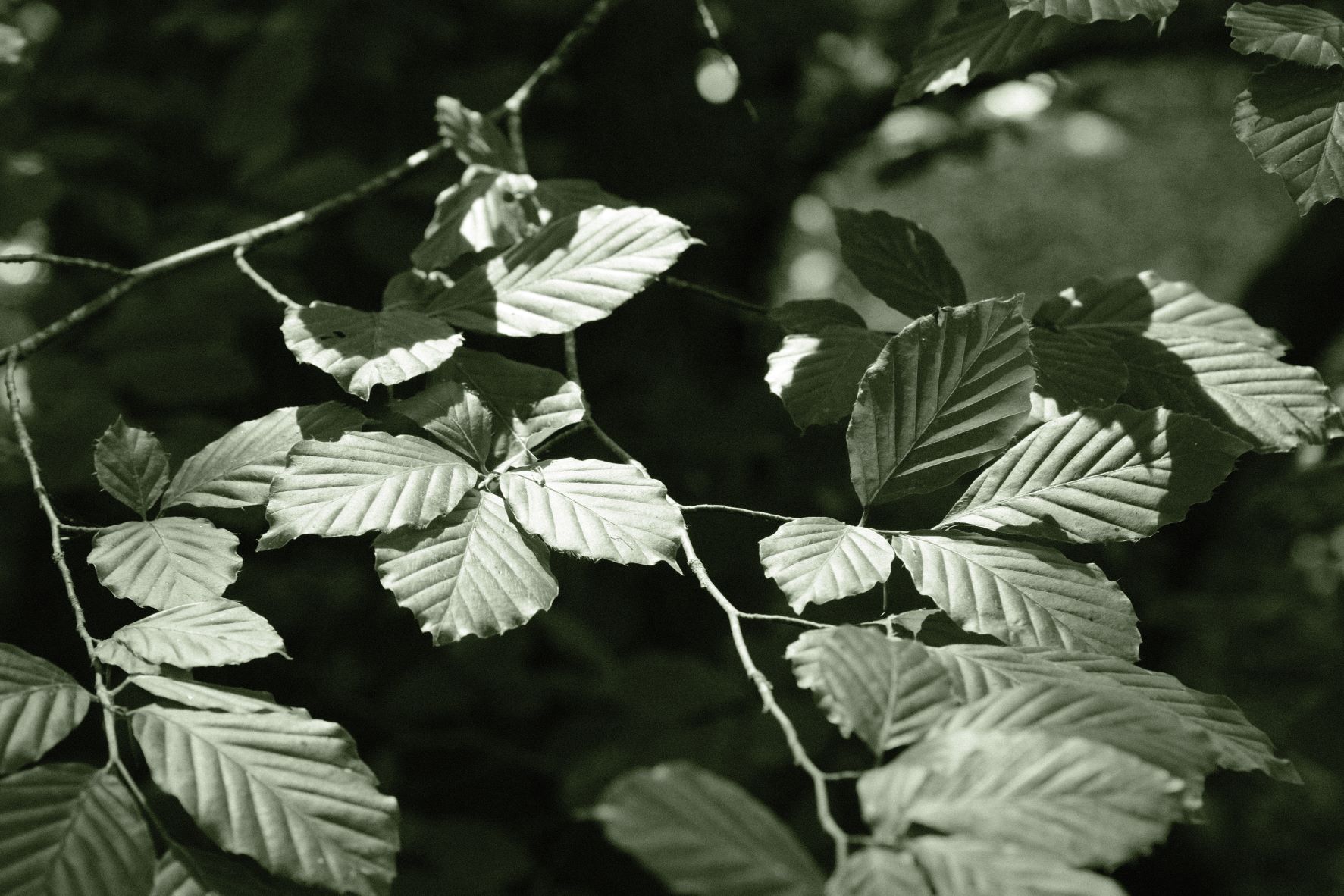 Emerald Mono film recipe sample photo