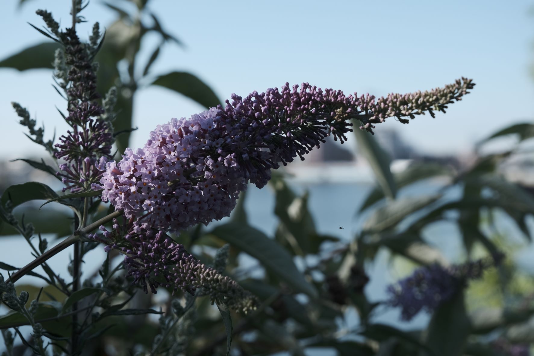 Alchemy Cinematic film recipe sample photo