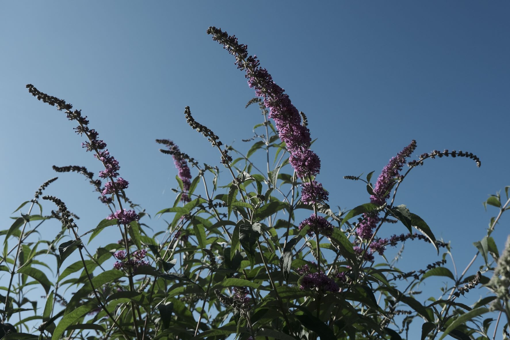 Alchemy Cinematic film recipe sample photo